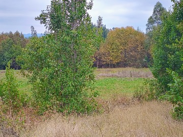 Venta / Parcela / Villarrica