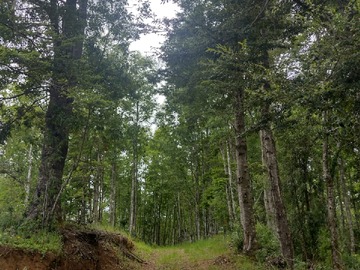 Venta / Parcela / Villarrica