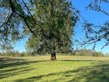 Venta / Parcela / Villarrica