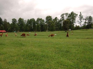Venta / Parcela / Villarrica