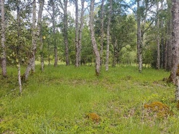 Venta / Parcela / Villarrica