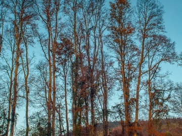 Venta / Parcela / Villarrica