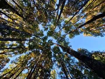 Venta / Parcela / Villarrica