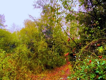 Imagen 4