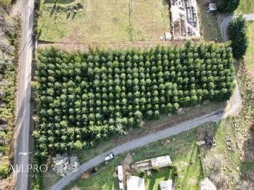 Imagen 11
