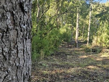 Venta / Parcela / Villarrica