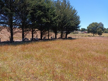 Venta / Parcela / Villarrica