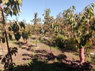 Venta / Sitio / Curicó