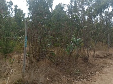 Venta / Sitio / El Tabo