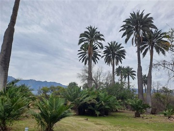 Venta / Sitio / Hijuelas