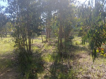 Venta / Sitio / La Ligua