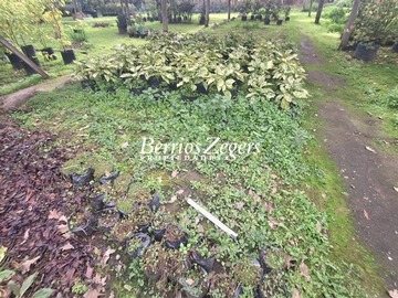 Imagen 7