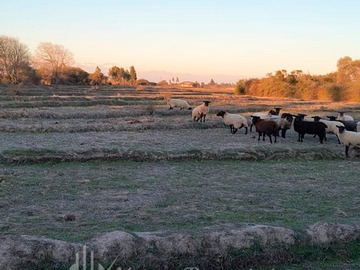 Venta / Sitio / Linares