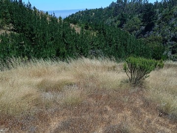 Venta / Sitio / Navidad