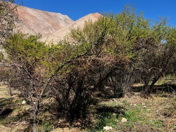 Imagen 4
