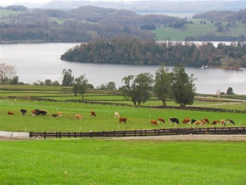 Venta / Sitio / Panguipulli