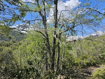 Venta / Sitio / Pinto