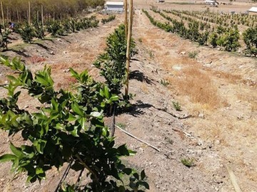 Venta / Terreno Agricola / Alhué