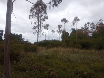 Lote 2