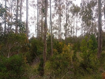 Lote 8