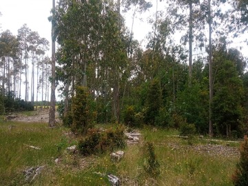 Lote 8