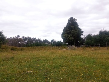 Lote 5