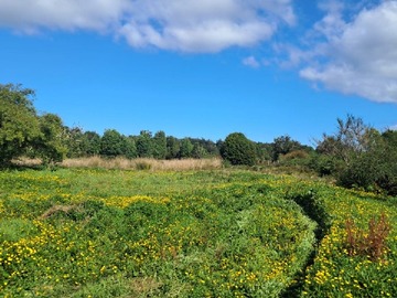 Venta / Terreno Agricola / Ancud