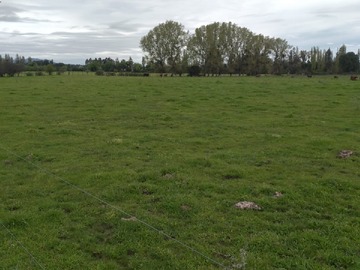 Venta / Terreno Agricola / Bulnes