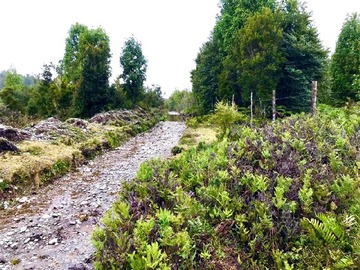 Venta / Terreno Agricola / Calbuco