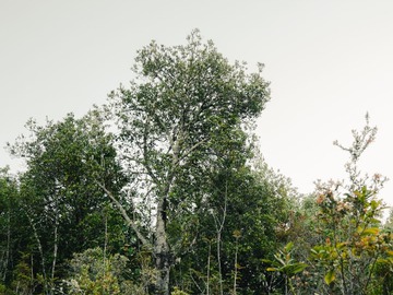 Venta / Terreno Agricola / Calbuco