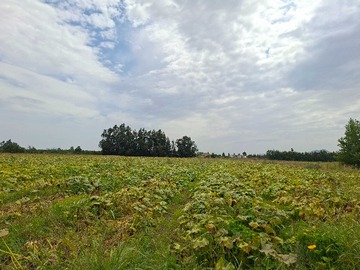 Venta / Terreno Agricola / Calera de Tango