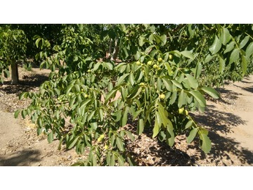 Venta / Terreno Agricola / Catemu