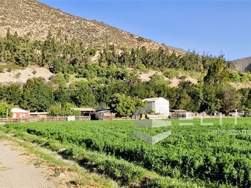 Venta / Terreno Agricola / Catemu