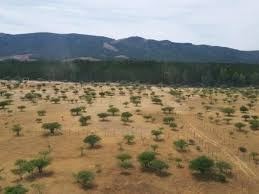 Venta / Terreno Agricola / Cauquenes