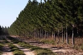 Venta / Terreno Agricola / Cauquenes