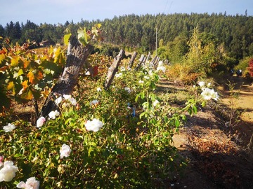 Venta / Terreno Agricola / Chillán