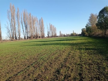 Venta / Terreno Agricola / Chillán