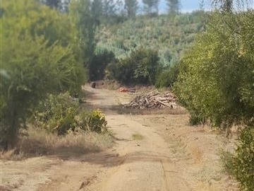 Venta / Terreno Agricola / Chillán