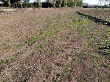 Venta / Terreno Agricola / Chimbarongo