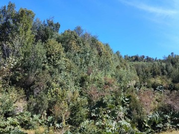 Imagen 11