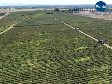 Venta / Terreno Agricola / Coihueco