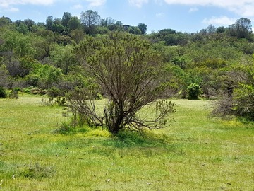 Venta / Terreno Agricola / Concón