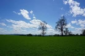 Venta / Terreno Agricola / Cunco