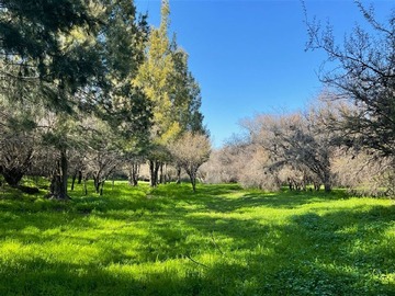 Venta / Terreno Agricola / Curacaví