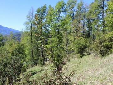 Imagen 4