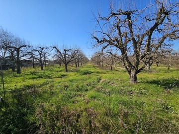 Venta / Terreno Agricola / Curicó