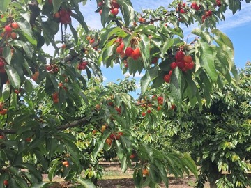 Venta / Terreno Agricola / Curicó