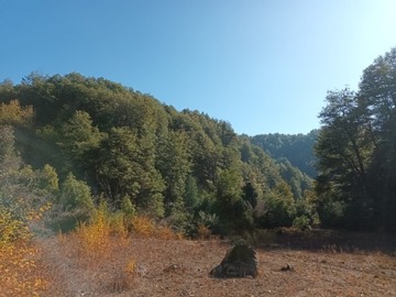 Venta / Terreno Agricola / Curicó