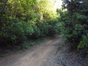 Venta / Terreno Agricola / Curicó