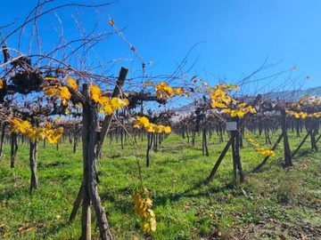 Venta / Terreno Agricola / Curicó